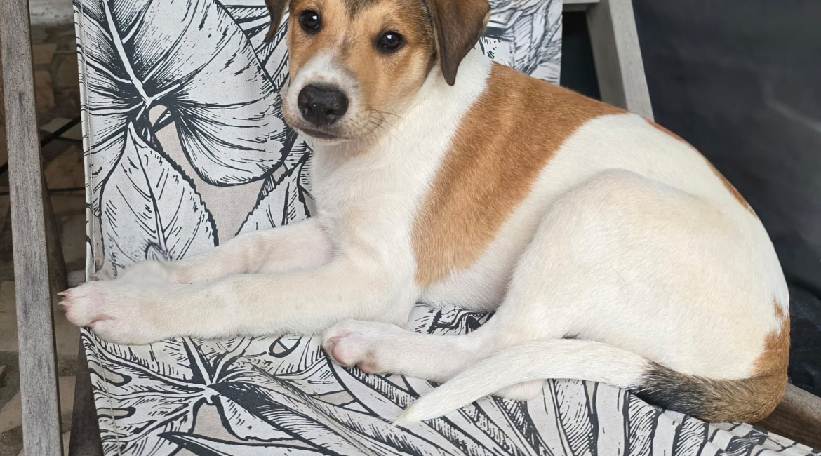 Chiens à adopter